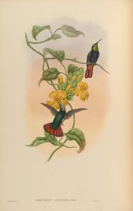 Lampornis calosoma de John Gould